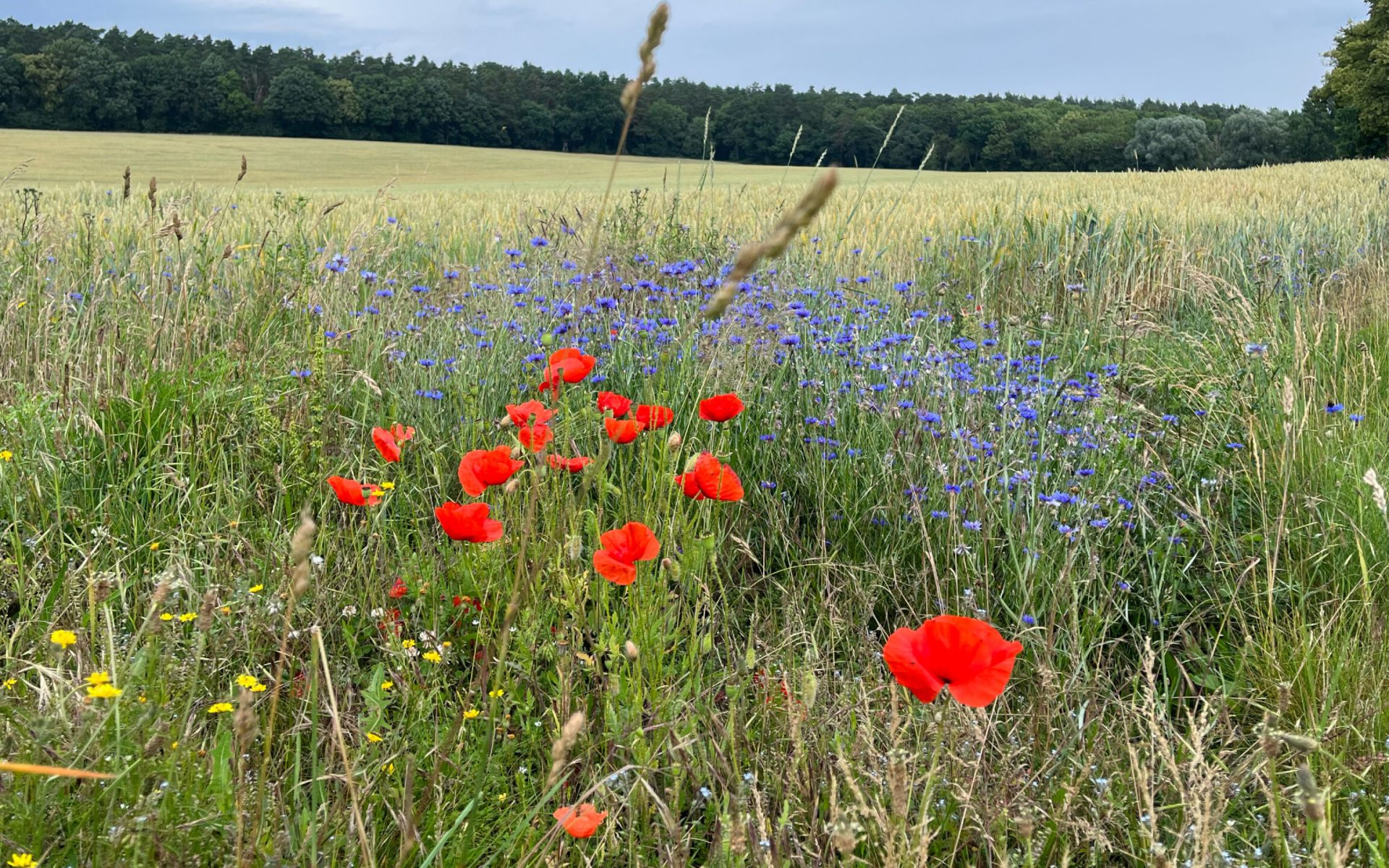 Flowers